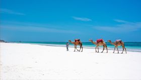 Viaggi di lusso: ecco il safari più costoso del mondo