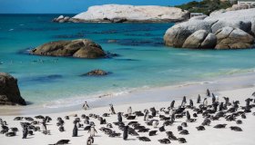 Nuotare con i pinguini in un paradiso terrestre: l’esperienza da sogno