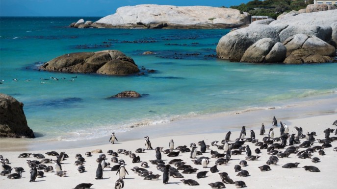 Nuotare con i pinguini in un paradiso terrestre: l’esperienza da sogno