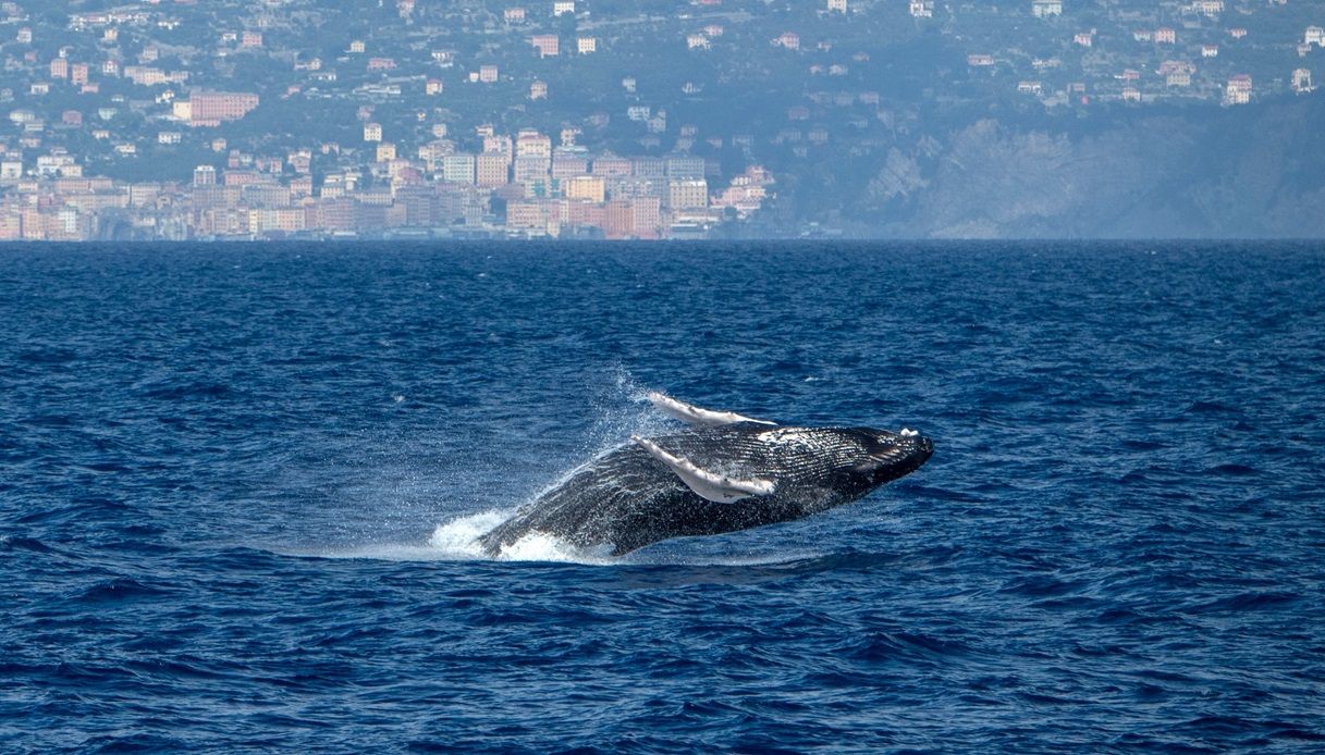 Balena in Italia
