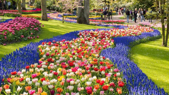 Il parco tulipani più bello del mondo ha una nuova specie floreale: è dedicata a Re Carlo III