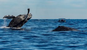Inseguendo le balene in Italia: i luoghi del Whale Watching