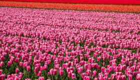 Dove trovare i campi di tulipani più belli d’Italia