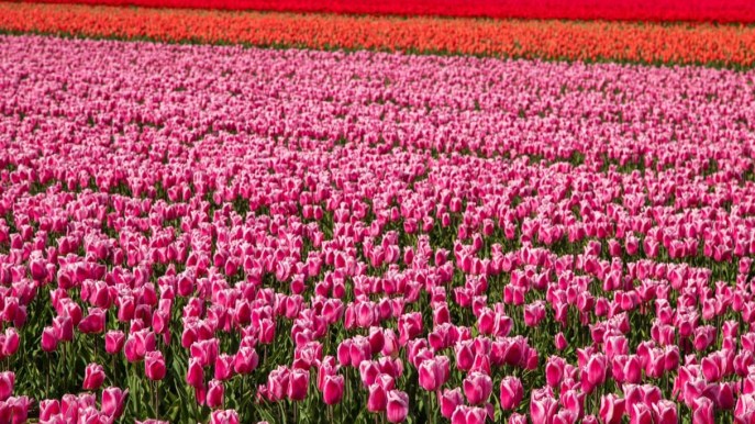 Dove trovare i campi di tulipani più belli d’Italia
