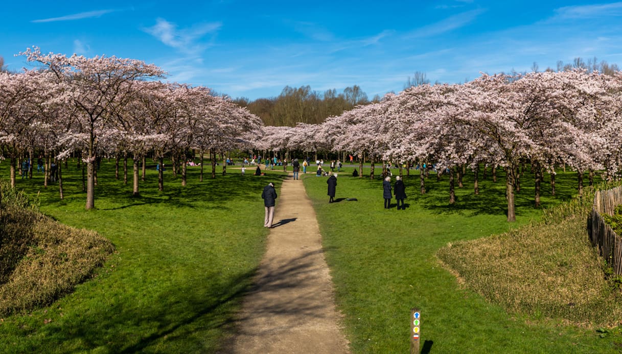Fioriture dei ciliegi, le più belle d’Europa