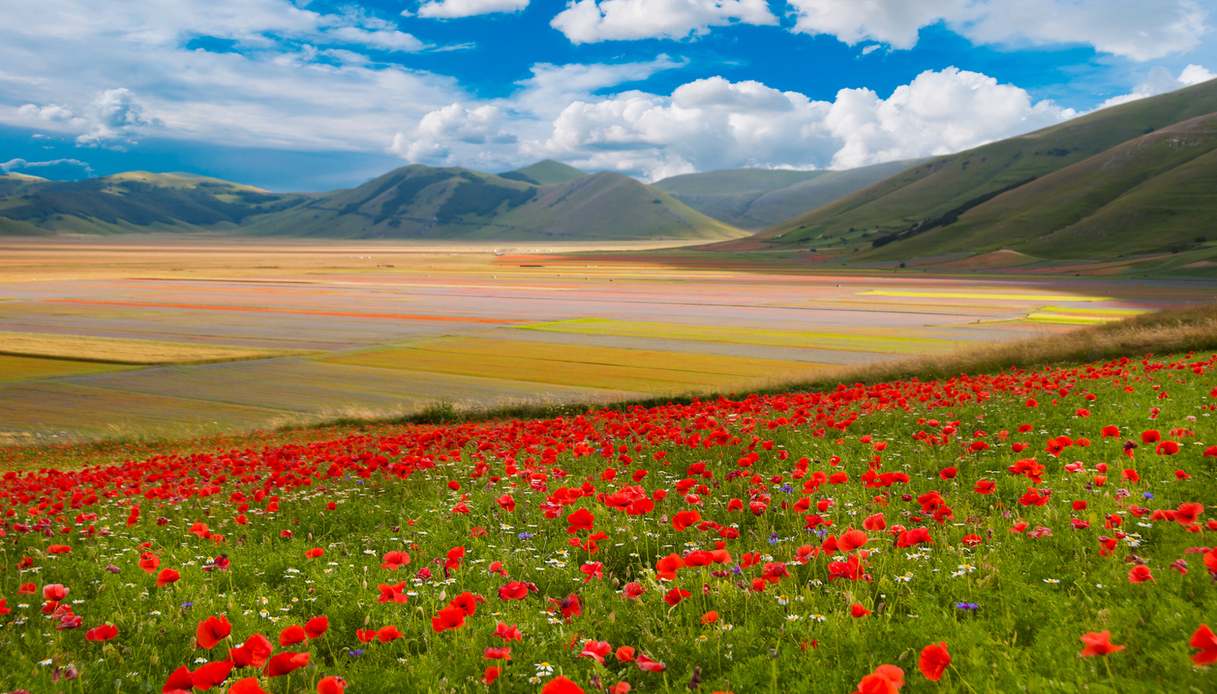 Castelluccio di Norcia: fioritura