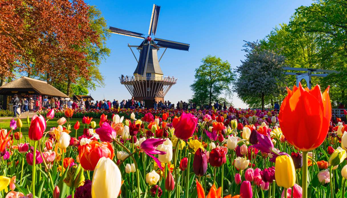 Keukenhof, riapre il parco di tulipani più bello del mondo