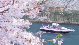 I ciliegi sono sbocciati in città: è magia