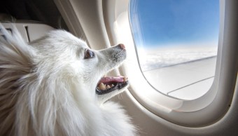 Decolla dall'Italia la prima compagnia aerea per animali (e i loro padroni)