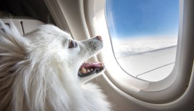 Decolla dall’Italia la prima compagnia aerea per animali (e i loro padroni)