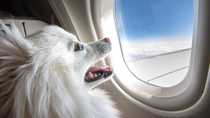 Decolla dall’Italia la prima compagnia aerea per animali (e i loro padroni)