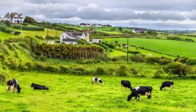 AAA Cercasi amanti della natura: l’Irlanda ti offre vitto e alloggio