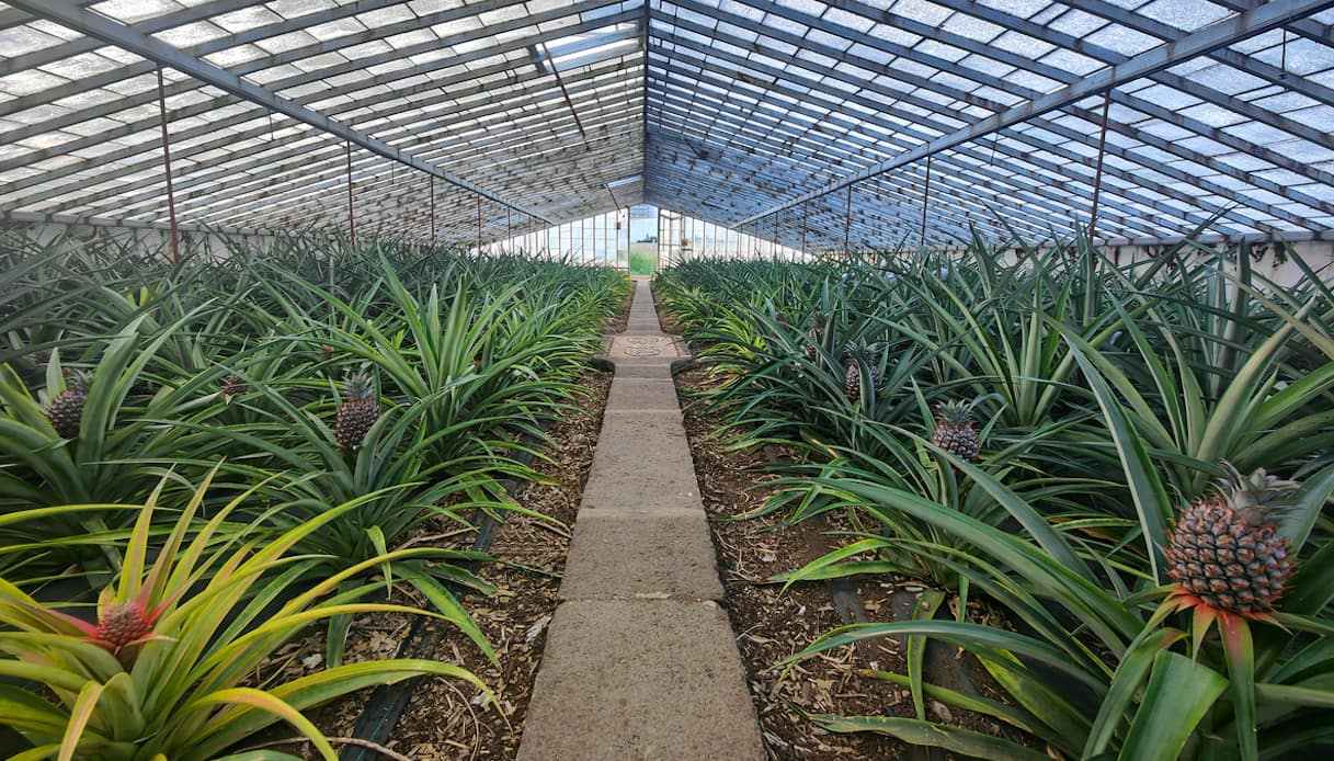 Piantagione di ananas a Ponta Delgada