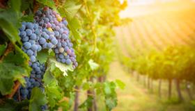 Cantine Aperte 2024: dove andare il weekend del 25 e 26 maggio