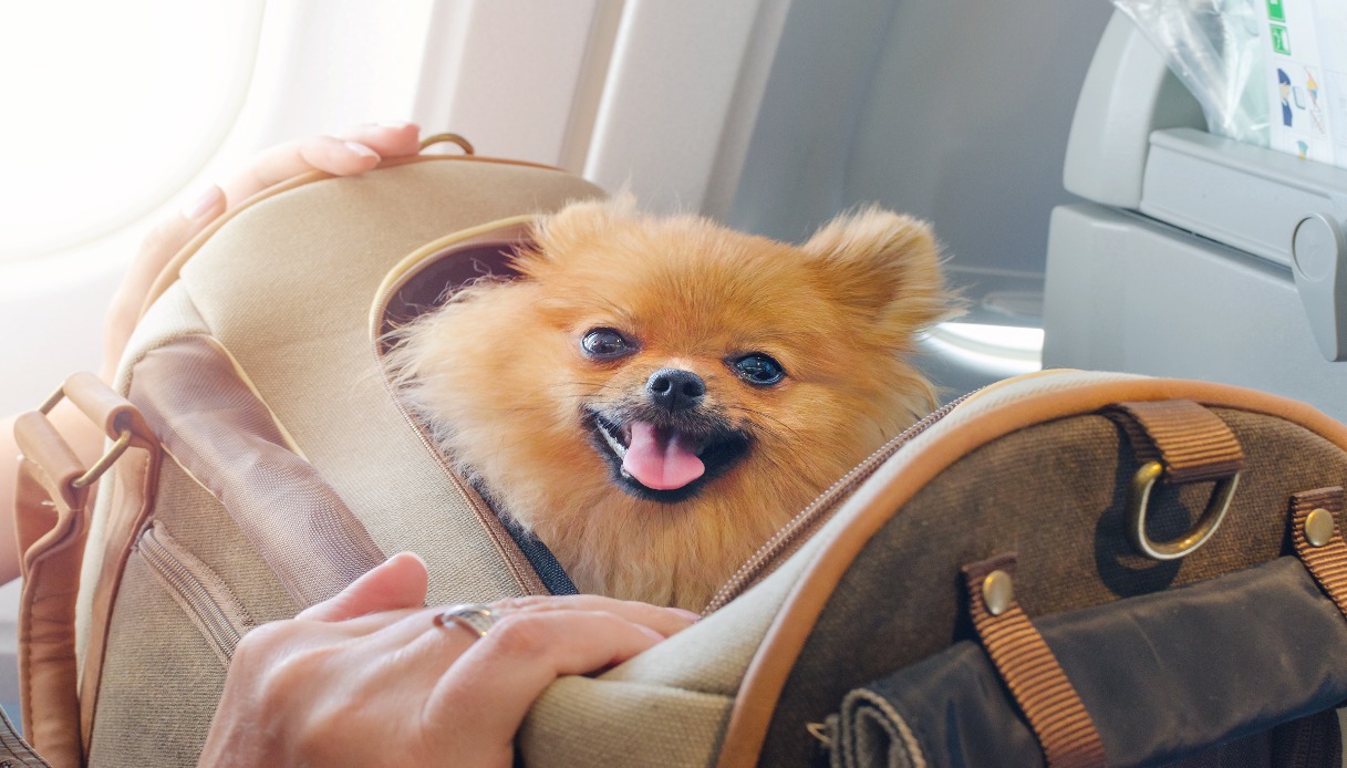 Viaggiare con animali domestici sugli aerei