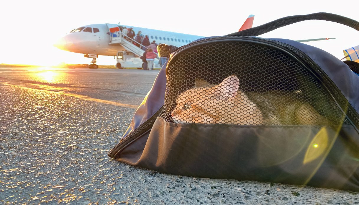 I gatti a bordo degli aerei Vueling