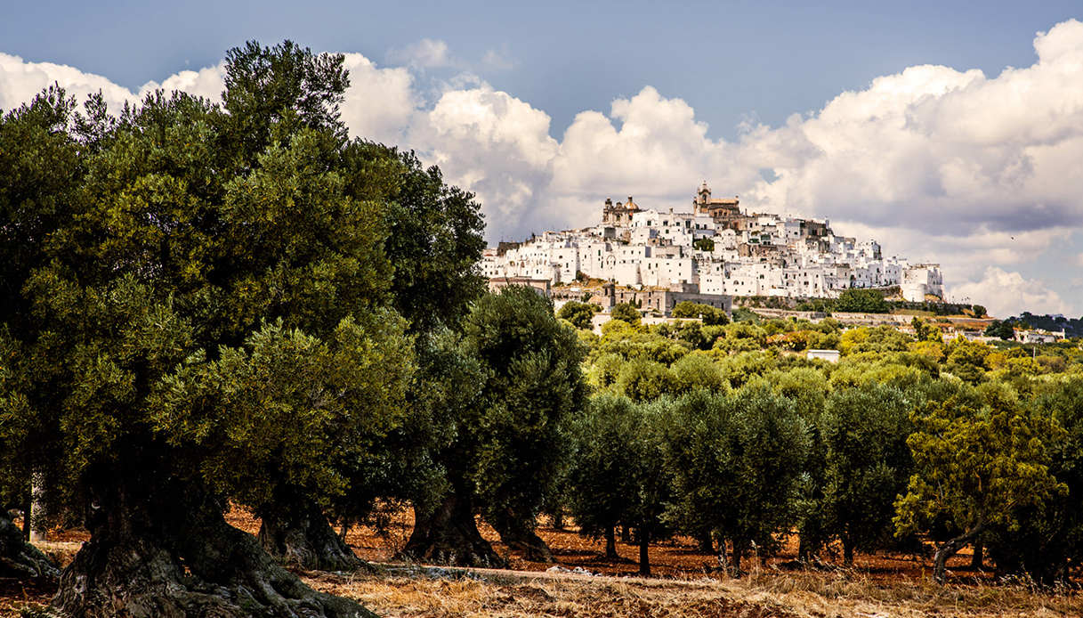 Domus Oleorum, a Ostuni il primo Experience Lab made in Puglia