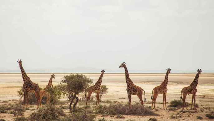 Uno scenario del Parco Nazionale di Amboseli in Kenya