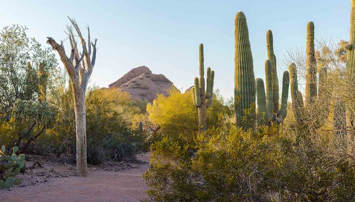 Scottsdale-Desert-Botanical-Garden