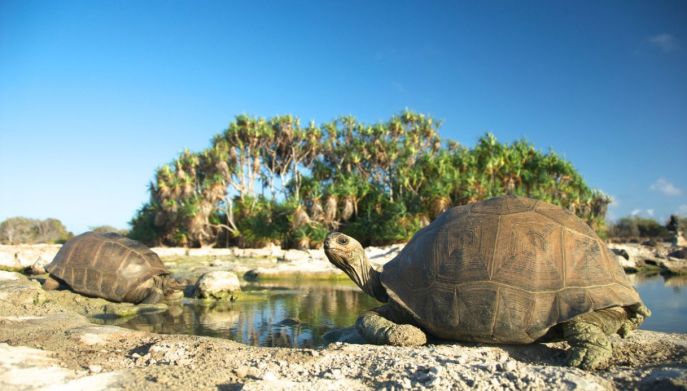 Isola Aldabra