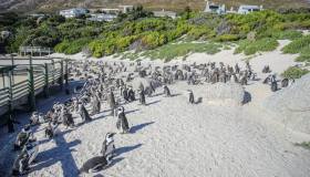 Boulders Beach, la spiaggia dei pinguini africani