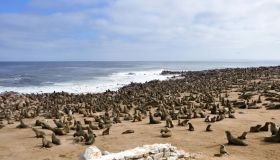 La Riserva delle Otarie di Cape Cross, meraviglia della Namibia