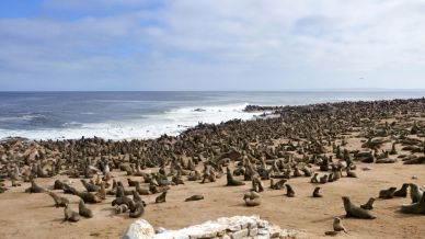 La Riserva delle Otarie di Cape Cross, meraviglia della Namibia