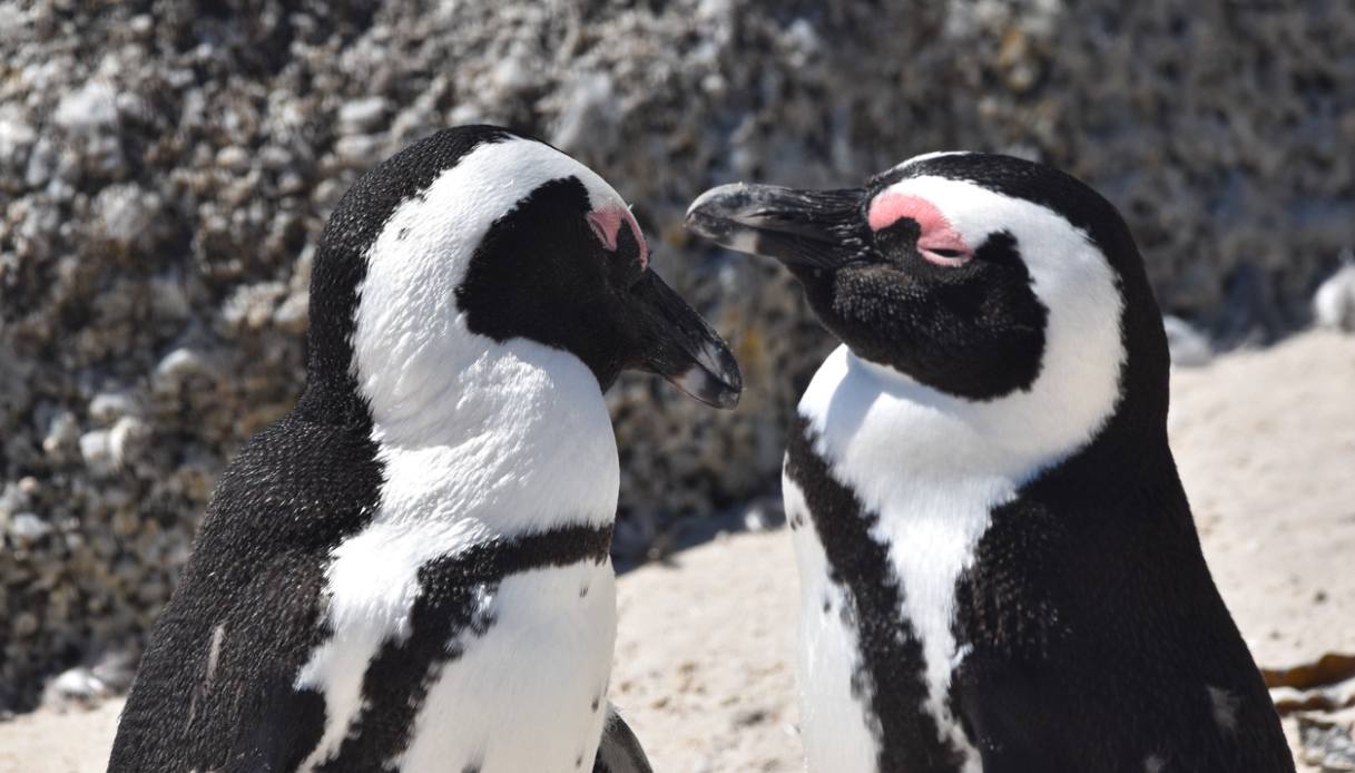 Boulders Beach pinguini