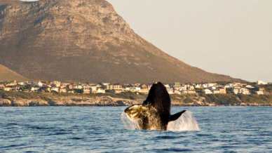 Hermanus, la città dove le balene sono ovunque