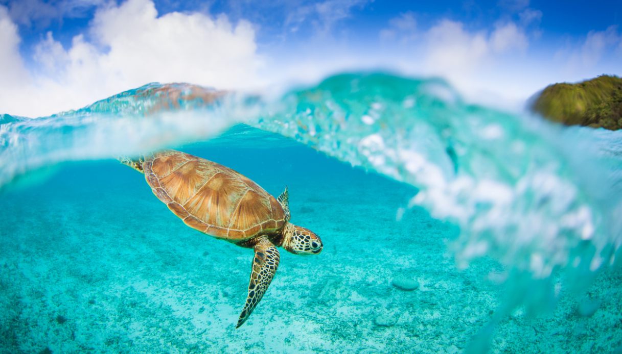 Una tartaruga di mare a Isla Saona, Repubblica Dominicana