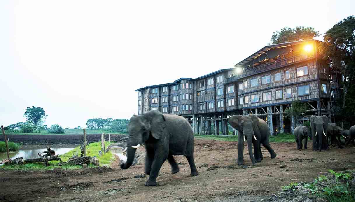 treetops-hotel-kenya-elefanti