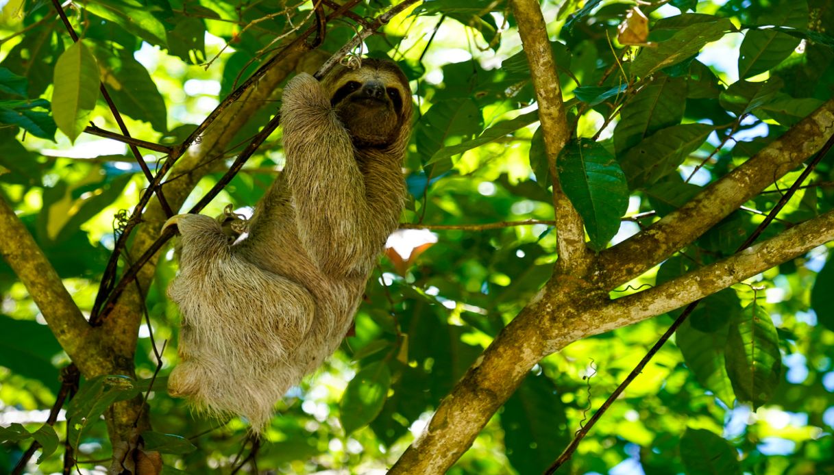 Bradipo, Costa Rica