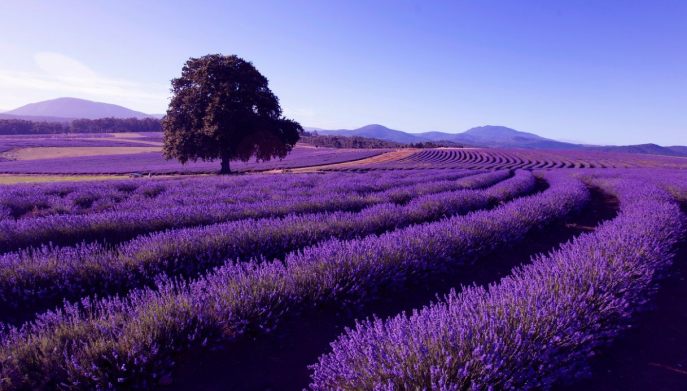 Campo di lavanda in Tasmania