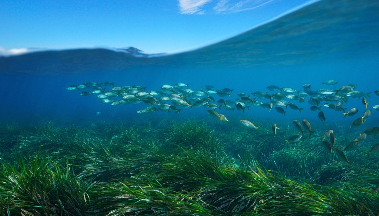 Praterie di Posidonia Oceanica sulla costa di Santa Margherita Ligure