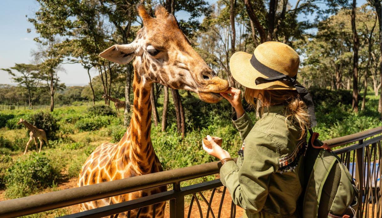 Giraffe centre a Nairobi