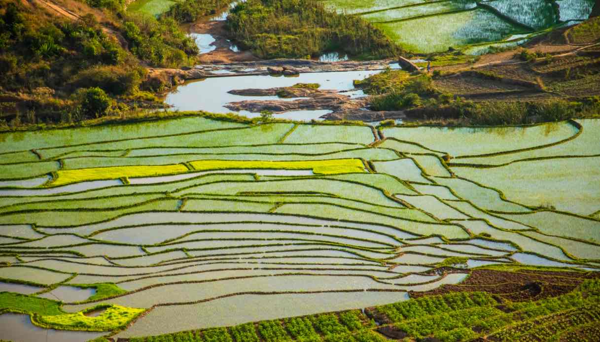 rice terrace madagascar