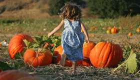 Autunno 2025 a Pumpkin Patch Tulipania, il campo di zucche più pittoresco d’Italia