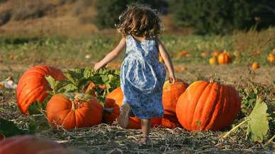 Autunno 2025 a Pumpkin Patch Tulipania, il campo di zucche più pittoresco d’Italia