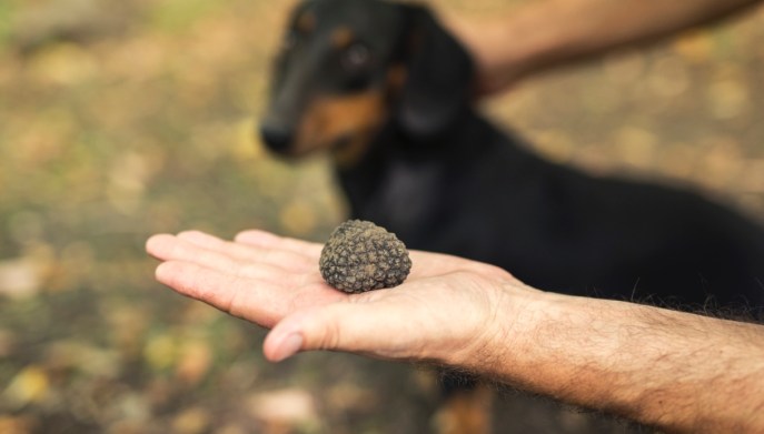 Caccia tartufo Italia