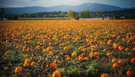 Autunno nel campo di zucche più pittoresco d’Italia