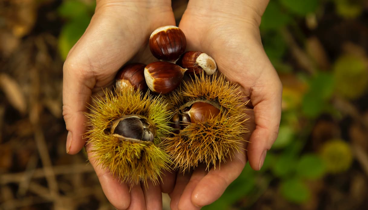 Castagne