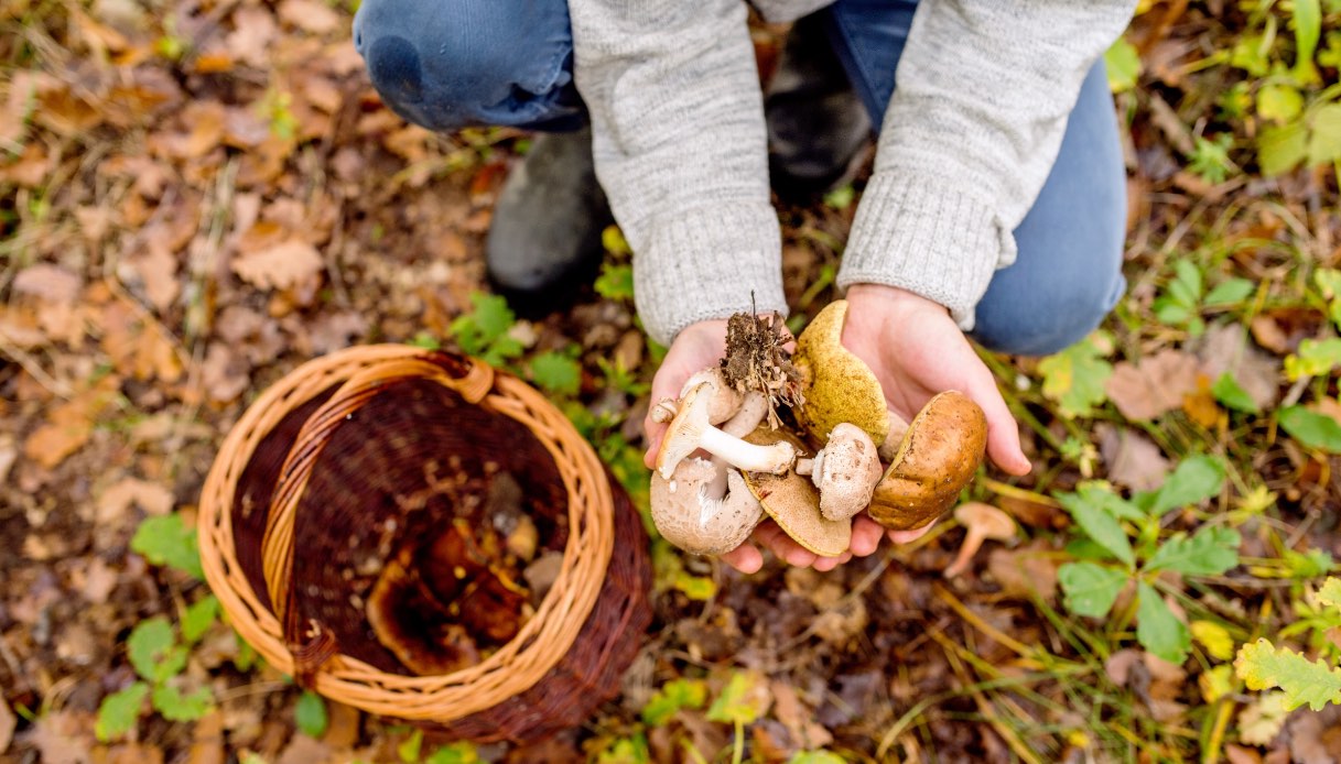 Funghi autunno