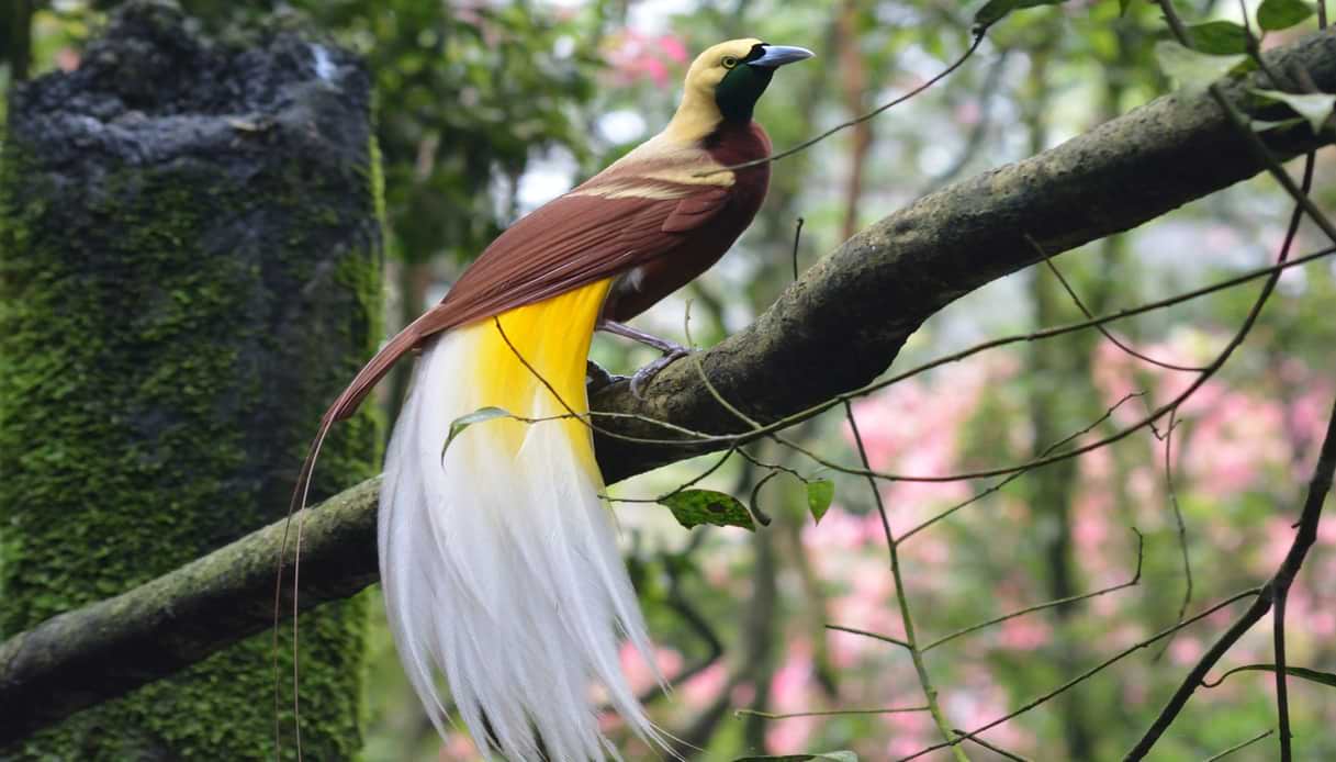 L'Uccello del Paradiso, simbolo della Papua Nuova Guinea