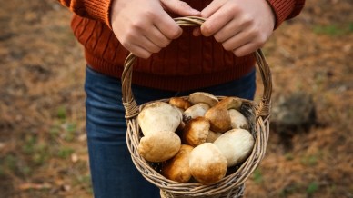 Tutte le zone d’Italia dove andare a funghi