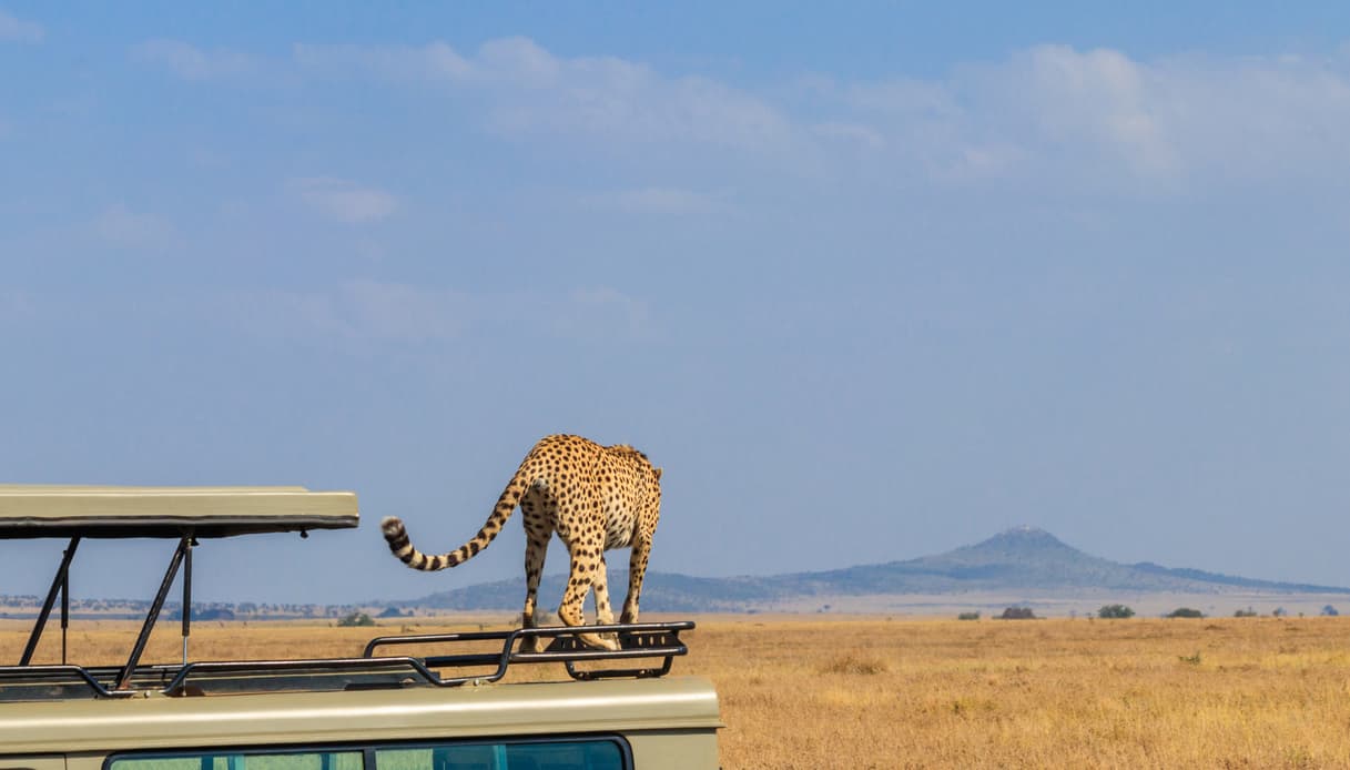 Safari, Serengeti