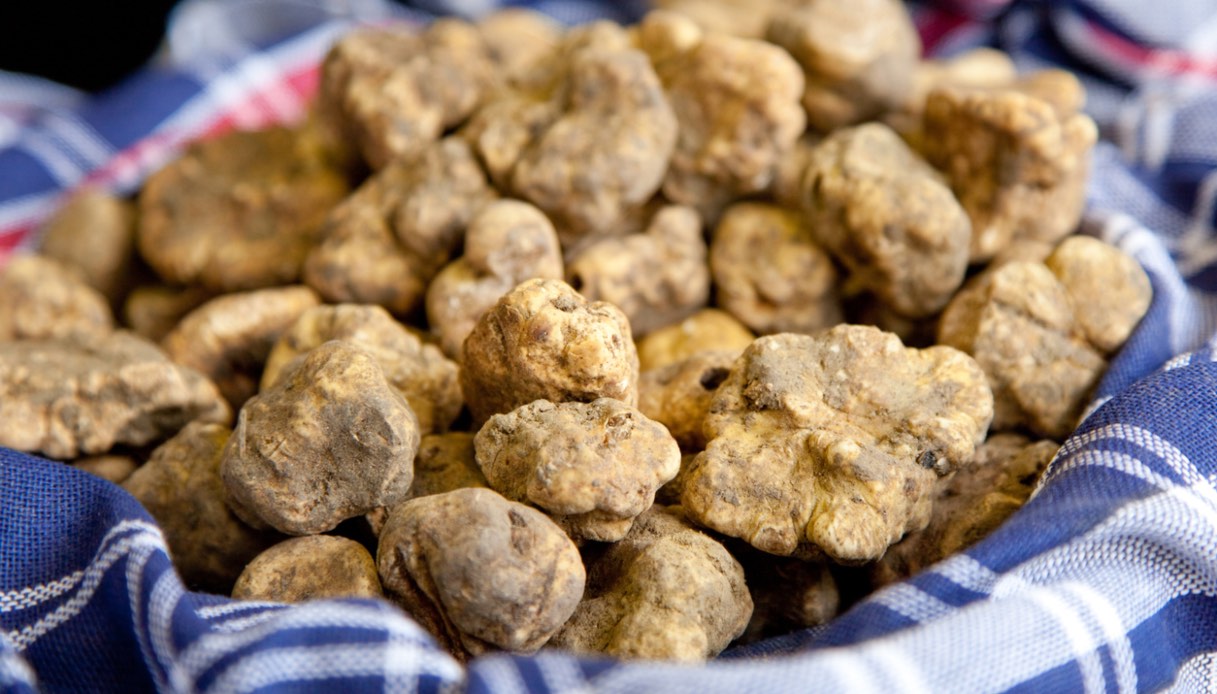 Tartufo bianco