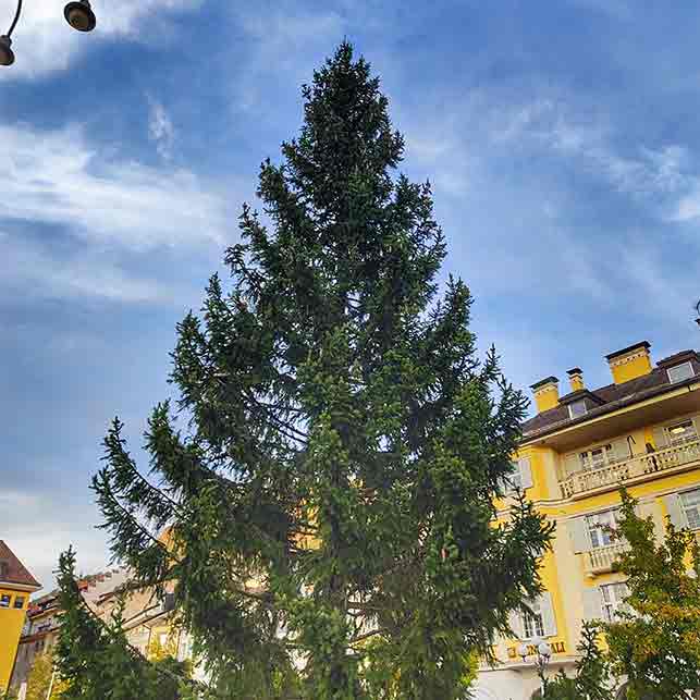 Albero-Dei-Desideri-2024