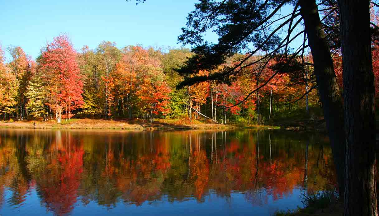 Allegheny-national-forest