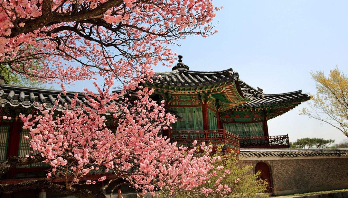 Il giardino del Palazzo Changdeokgung in fioritura