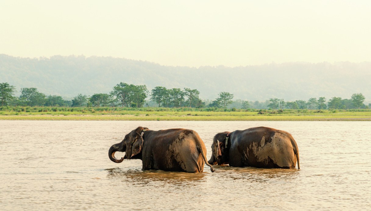 Chitwan National Park, Nepla